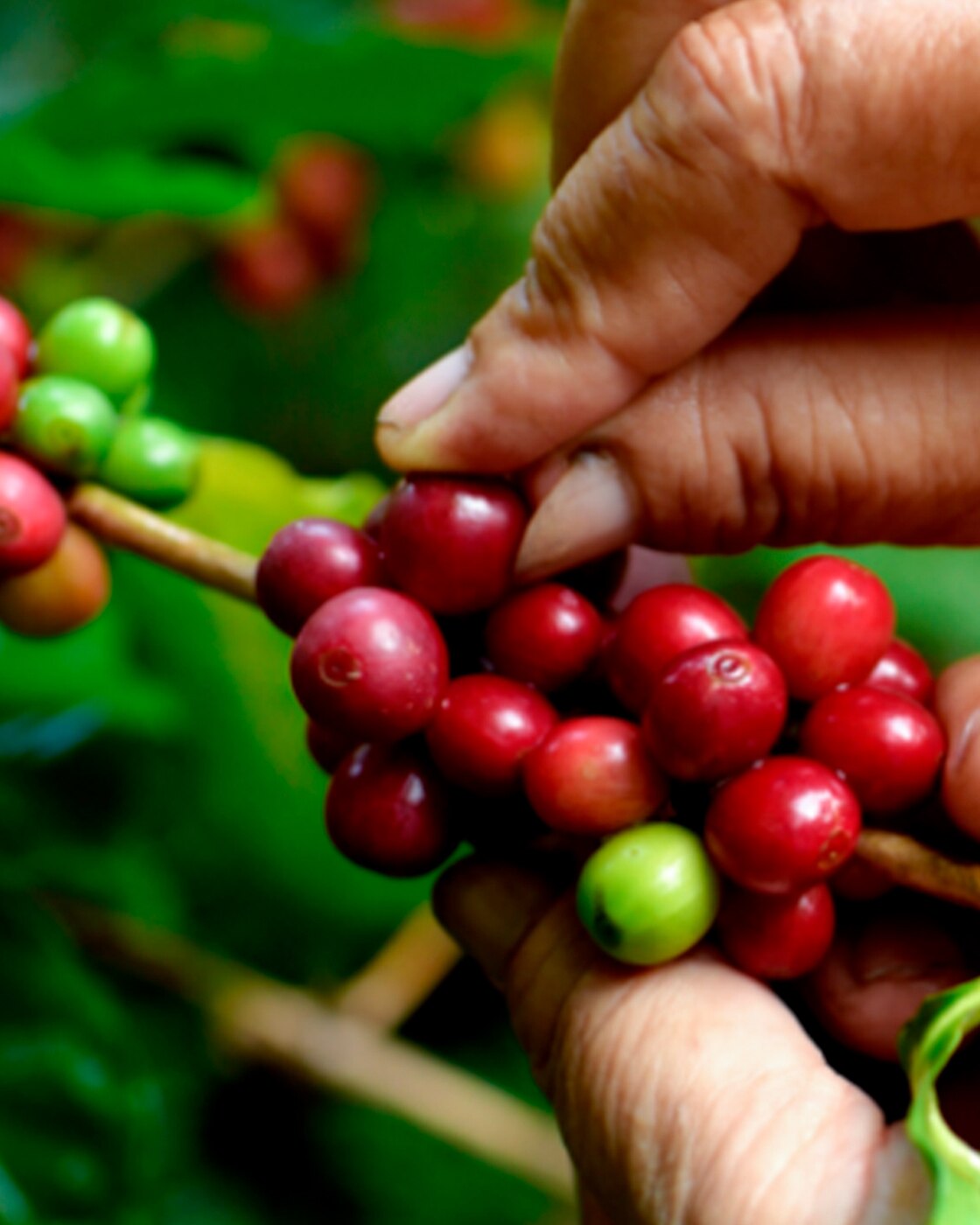 pianta di caffè