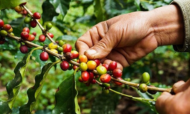coffee beans coffee beans