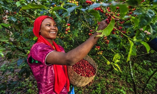 Donna coglie semi da una pianta di caffè
