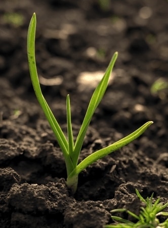 Risultato del compostaggio