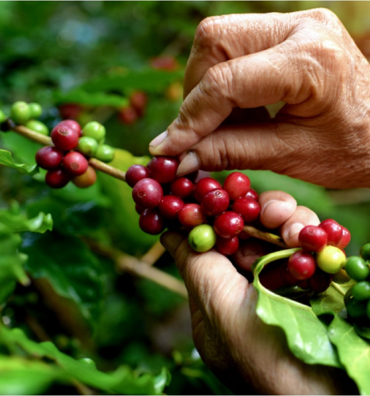 persona che raccoglie chicchi di caffè