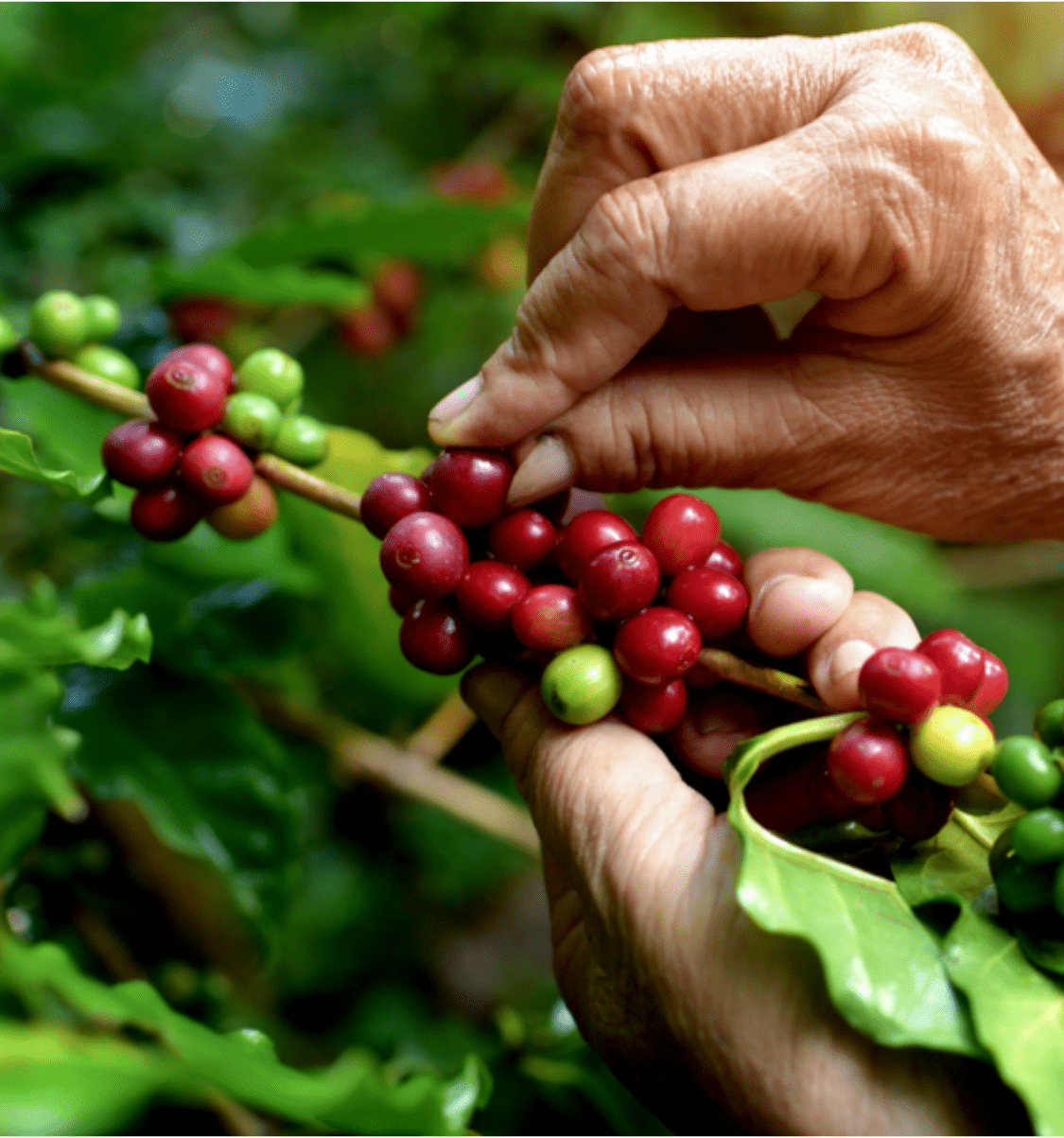 persona che raccoglie chicchi di caffè