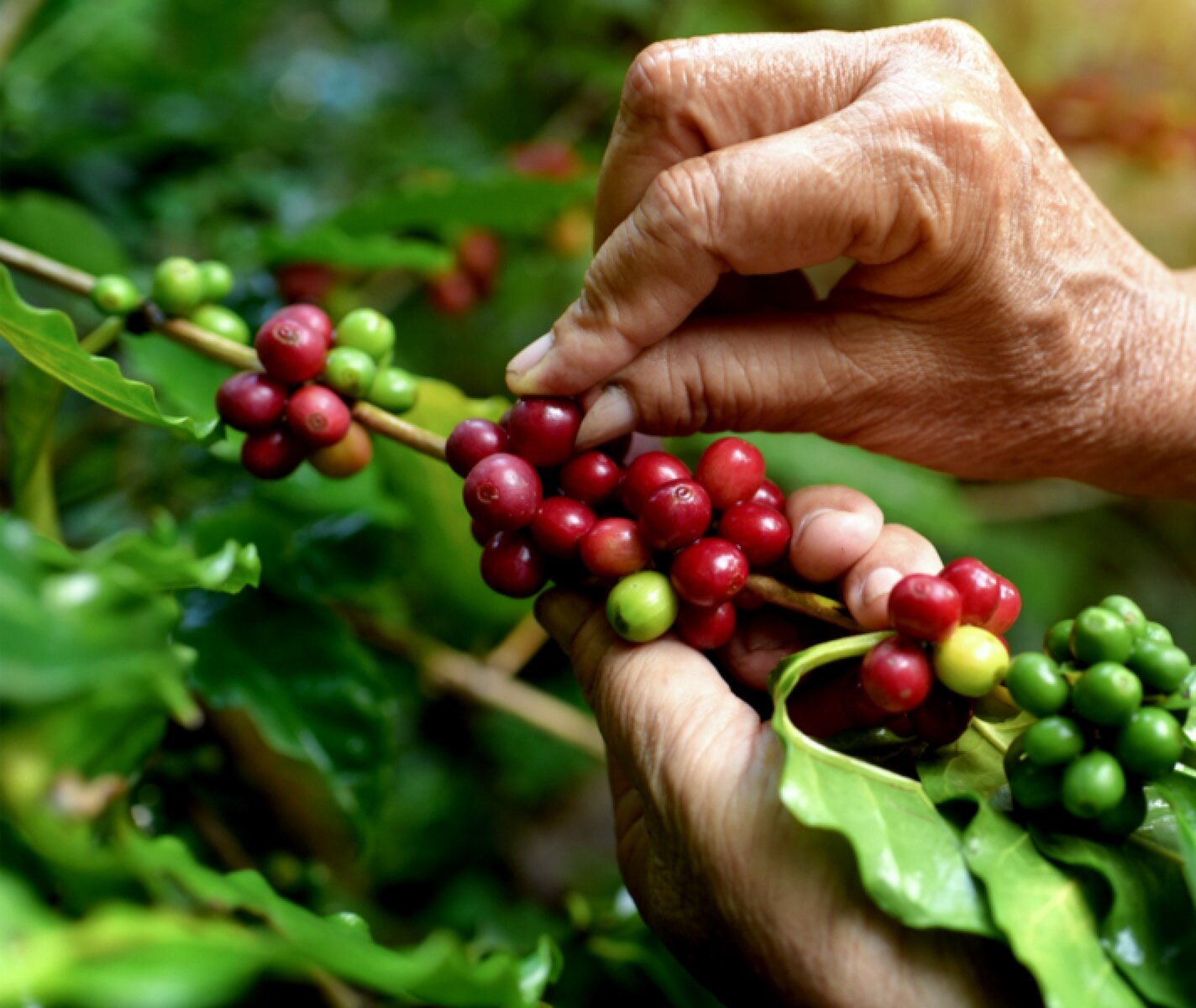 persona che raccoglie chicchi di caffè