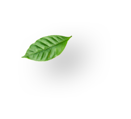 leaf leaf